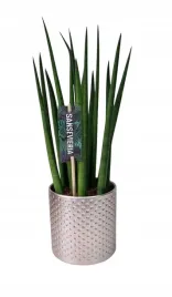 sansevieria-sansewieria-bacularis-mikado-ozdobna-doniczka-40-cm