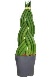 sansevieria-sansewieria-warkocz-twist-potrojna-50cm-xxxl-ogromna