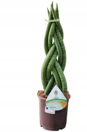 sansevieria-sansewieria-warkocz-twist-podwojny-50cm-ogromna