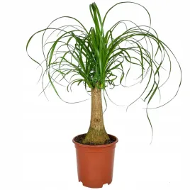 nolina-stopa-slonia-beaucarnea-recurvata-ok-50-cm