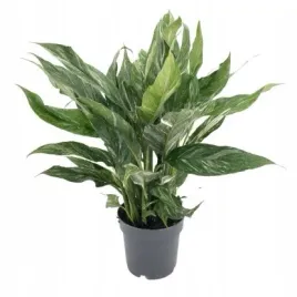 skrzydlokwiat-variegata-diamont-nowosc-ok-60-cm