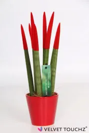 sansevieria-sansewieria-velvet-touchz-czerwona-ozdobna-doniczka-33cm