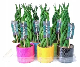 sansevieria-sansewieria-warkocz-twist-ozdobna-doniczka-ozdobna-30cm