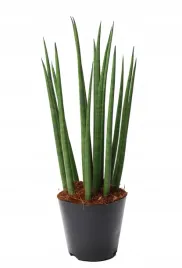 sansevieria-sansewieria-bacularis-mikado-40-cm
