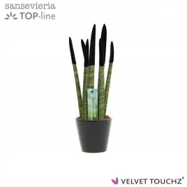 sansevieria-sansewieria-velvet-touchz-czarna-ozdobna-doniczka-33-cm