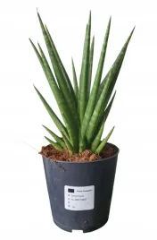 sansevieria-sansewieria-cylindrica-straight-wezownica-walcowata-ok-30-cm
