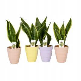 sansevieria-kwiat-doniczkowy-jezyk-tesciowej-w-ozdobnej-doniczce-85-cm-mix