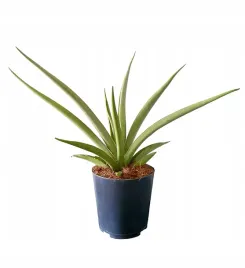 sansevieria-sansewieria-silver-syreni-ok-40-cm-wyjatkowy-kolor