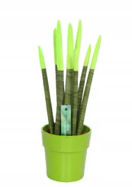 sansevieria-sansewieria-velvet-touchz-zielona-ozdobna-doniczka-43-cm-xxl