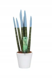 sansevieria-sansewieria-velvet-touchz-pastel-niebieski-ozdobna-doniczka33cm