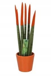 sansevieria-sansewieria-velvet-touchz-pomaranczowa-ozdobna-doniczka-33-cm