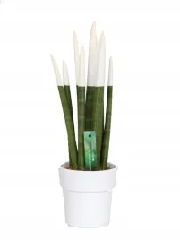 sansevieria-sansewieria-velvet-touchz-biala-xxl-ozdobna-doniczka-43-cm