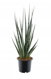 sansevieria-sansewieria-fernwood-digitorum-50-cm