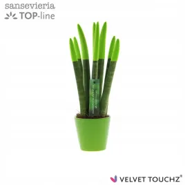 sansevieria-sansewieria-velvet-touchz-zielona-ozdobna-doniczka-33-cm