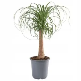 nolina-stopa-slonia-beaucarnea-recurvata-ok-70-cm