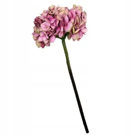hortensja-pojedyncza-48cm-fiolet
