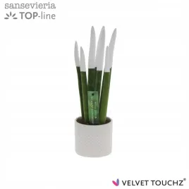 sansevieria-velvet-touchz-biala-doniczka-33-cm