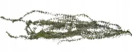 roslina-dekoracyjna-bluszcz-zwisajacy-girlanda-100-cm