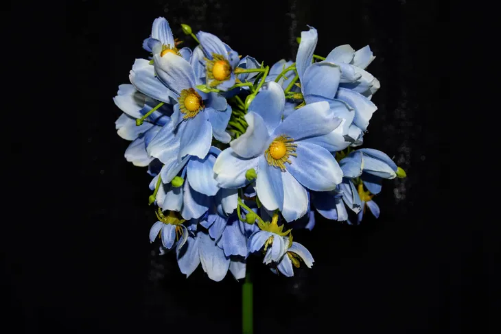 magnolia-pojedyncza-h86cm-kod-producenta-pre-jt149-blue