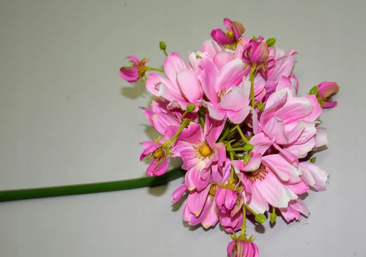 magnolia-pojedyncza-h86cm-rodzaj-galazki
