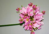 magnolia-pojedyncza-h86cm-rodzaj-galazki