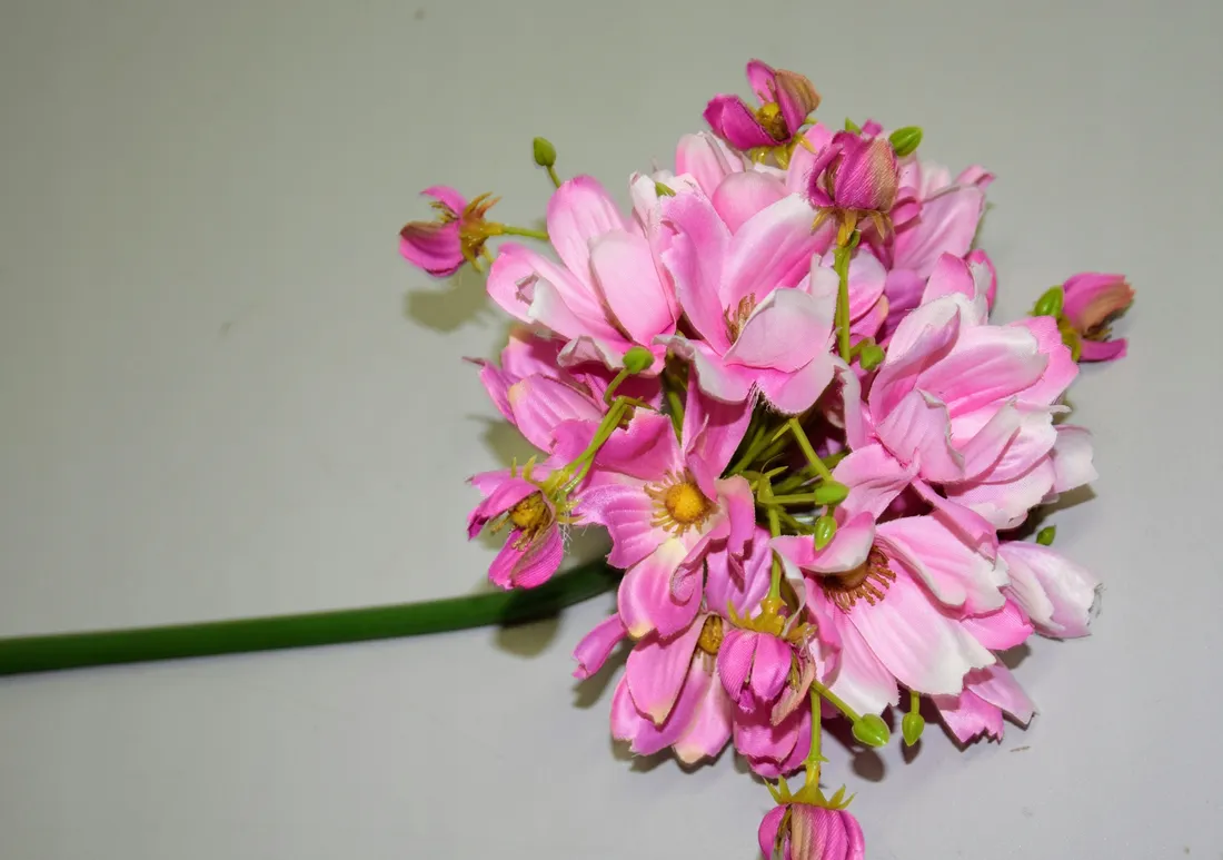 magnolia-pojedyncza-h86cm-stan-nowy