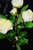 galazka-peonia-h-75-cm-typ-inny