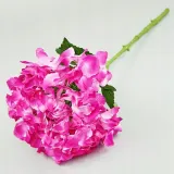 hortensja-pojedyncza-66cm-stan-nowy