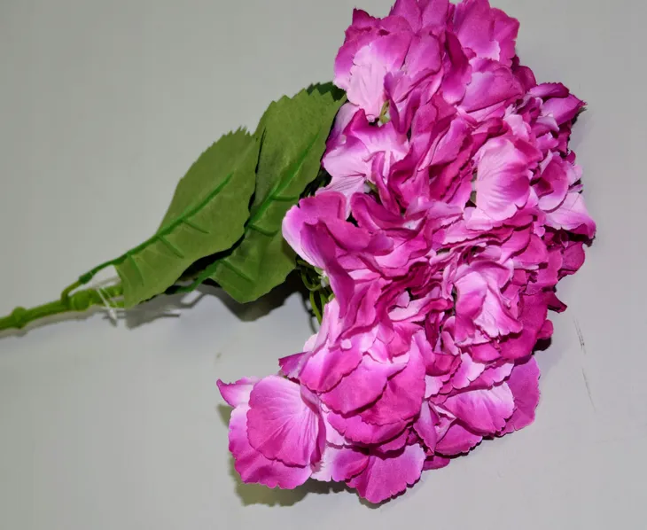 hortensja-pojedyncza-66cm-rodzaj-galazki