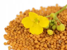 poplon-gorczyca-nasiona-1-kg-zolte-kwiaty