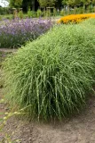 miskant-chinski-little-zebra-miscanthus-sinensis-cechy-charakterystyczne-proste-w-pielegnacji-lubiace-slonce