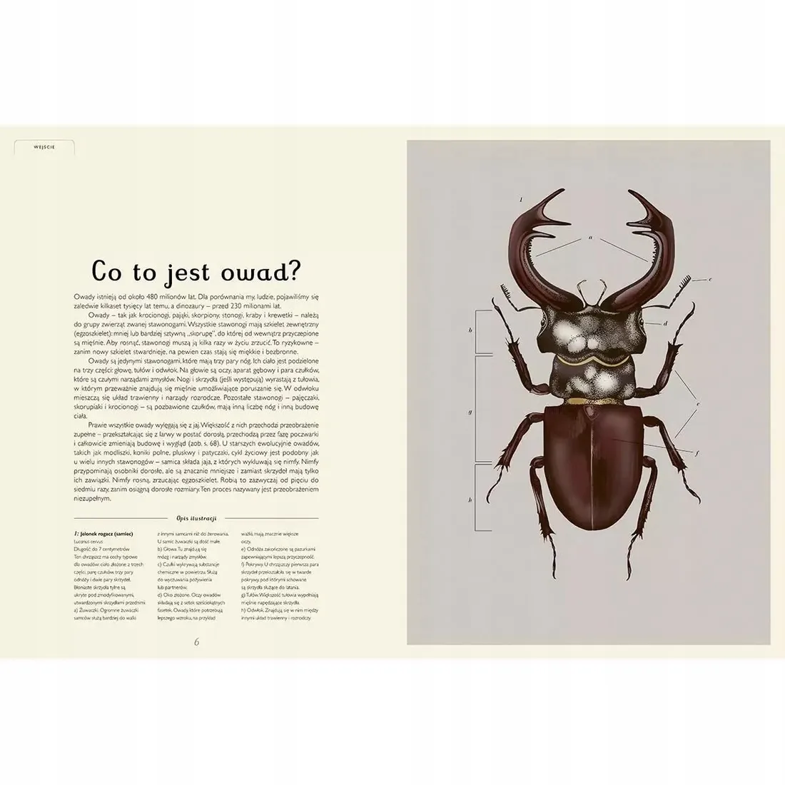 insektarium-muzeum-owadow-stan-nowy