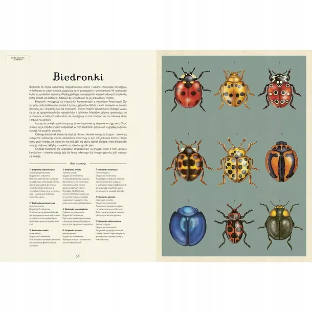 insektarium-muzeum-owadow-bohater-brak