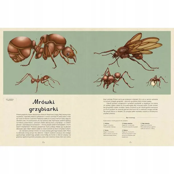 insektarium-muzeum-owadow-wydawnictwo-dwie-siostry