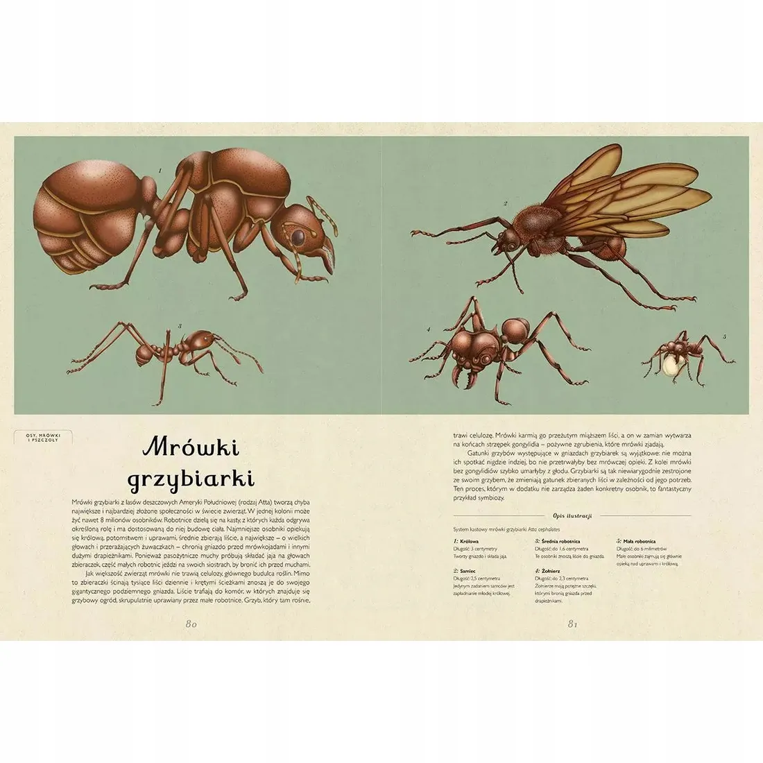 insektarium-muzeum-owadow-stan-nowy
