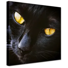 obrazy-20x20-kot-kotek-kotki-koty