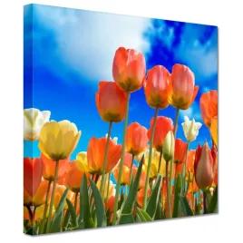 obrazy-20x20-kolorowe-tulipany-kwiaty