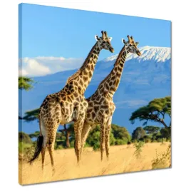 obrazy-40x40-zyrafy-na-safari