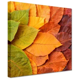 obrazy-20x20-jesienne-kolorowe-liscie-listki-w-kolorach-jesieni