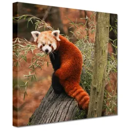 obrazy-20x20-pandka-ruda-panda-mala-panda-czerwona-mniejsza