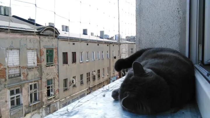 zaczepy-do-siatka-na-balkon-dla-kota-80-szt-klej-do-kazdego-rodz-siatek-marka-inna-waga-produktu-inna