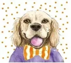 karnet-kw-pies-pomarancz