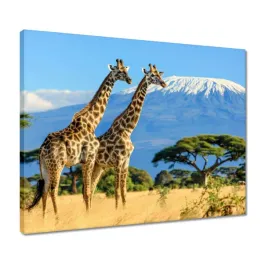 obrazy-50x40-zyrafy-na-safari