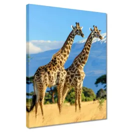 obrazy-30x40-zyrafy-na-safari