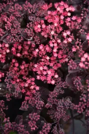 rozchodnik-ogrodowy-globe-purple-sedum-hybridum