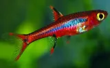 razbora-borneanska-boraras-brigittae-rasbora