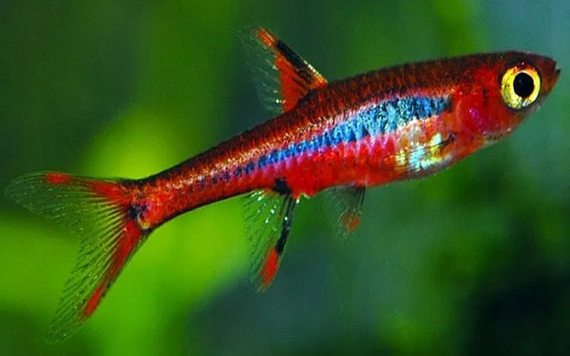razbora-borneanska-boraras-brigittae-rasbora