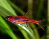 razbora-borneanska-boraras-brigittae-rasbora-wody-slodkowodne