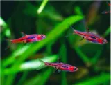 razbora-borneanska-boraras-brigittae-rasbora-rodzina-karpiowate