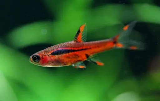 razbora-borneanska-boraras-brigittae-rasbora-powierzchnia-bytowania-sredniego-bytu